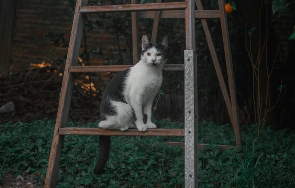 Comprendre les antioxydants : leurs rôles et bienfaits