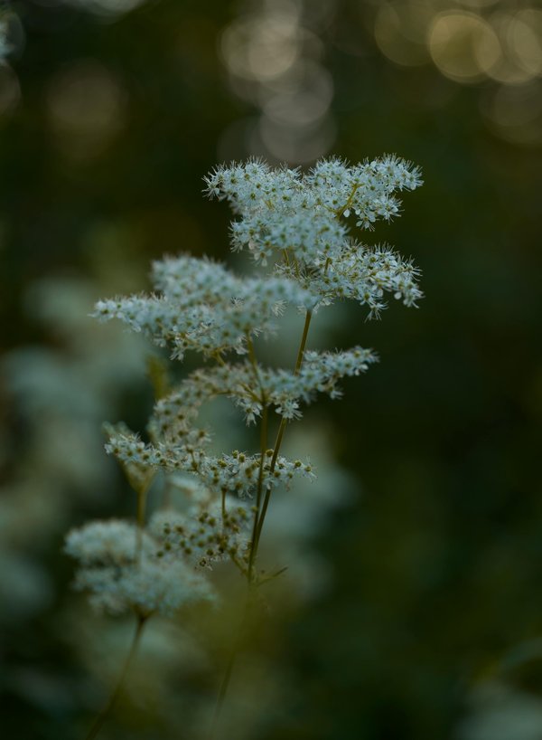 Avis reine des près digestion : tout ce qu'il faut savoir